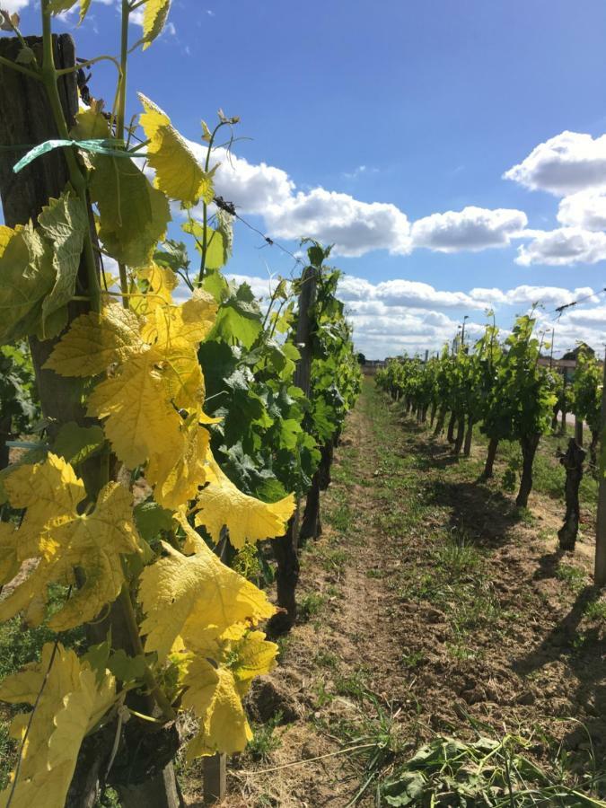 Appartamento Mirande Montagne-Saint Emilion Montagne  Esterno foto